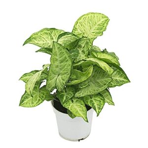 Elegant Syngonium Plant