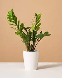 Pretty Zeze Plant