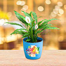 Happy Birthday Peace Lily Plant