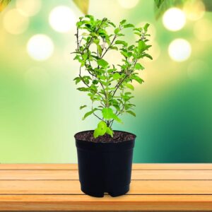 Tulsi Plant