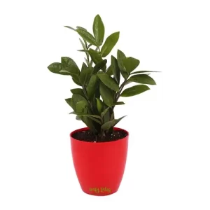 ZZ Plant In Red Pot